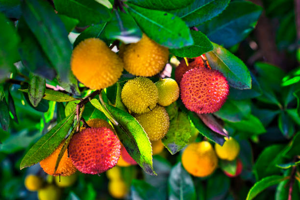 Branches, leaves and green fruits of arbutus in early autumn.