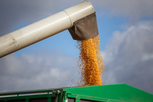 istock Close-up of agricultural maize harvest 2176362822