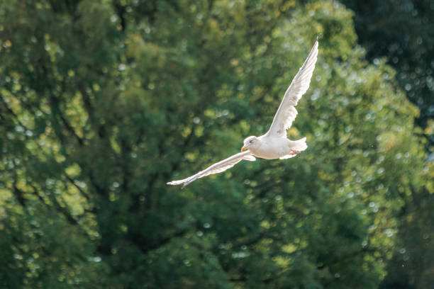 European herring gull flying across the river thames, south england, UK