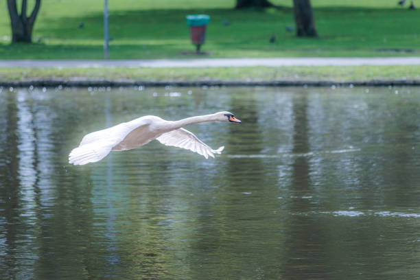 White Swans flying across the river thames, south england, uk