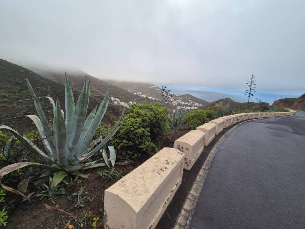 Tenerife island mountain view in Anaga forest in North Tenerife, Aloe vera plant in front.