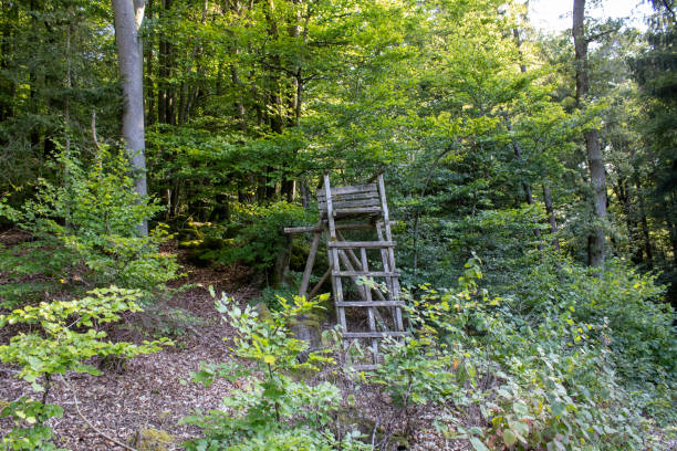 A rustic wooden hunting stand sits amidst a lush green forest, blending seamlessly into the natural environment. Surrounded by dense foliage and tall trees, the stand is weathered and worn, adding to its charm and connection to the forest. The light filtering through the canopy casts soft shadows, creating a peaceful and quiet atmosphere. This image captures the simplicity and functionality of traditional forest structures, making it perfect for themes related to hunting, nature, and rural life. Ideal for projects focusing on outdoor activities, forestry, or rustic wilderness scenes.