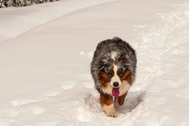 istock An Australian Shepherd (or Aussie) runs along a snowy trail during a winter walk. 2176366776