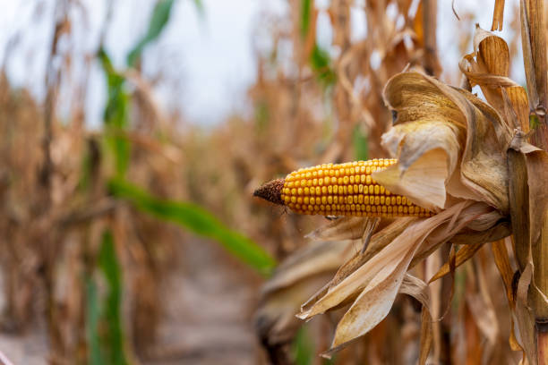 istock A close-up view of a ripe corn cob still attached to its dried husk, surrounded by rows of towering corn plants in a rural field, signaling the late summer harvest time 2176369770