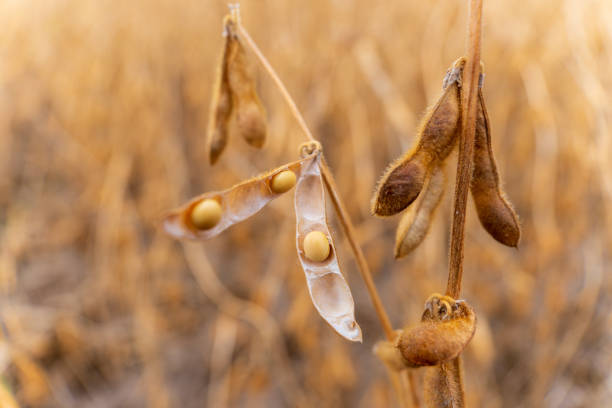 istock Ripened soybean pods are clustered on plants, showcasing the rich colors and textures under the warm glow of late afternoon sunlight in a field 2176369788