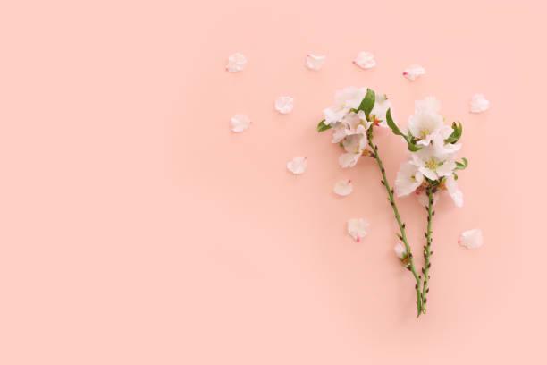 istock image of spring white cherry blossoms tree over pink pastel background 2176374313