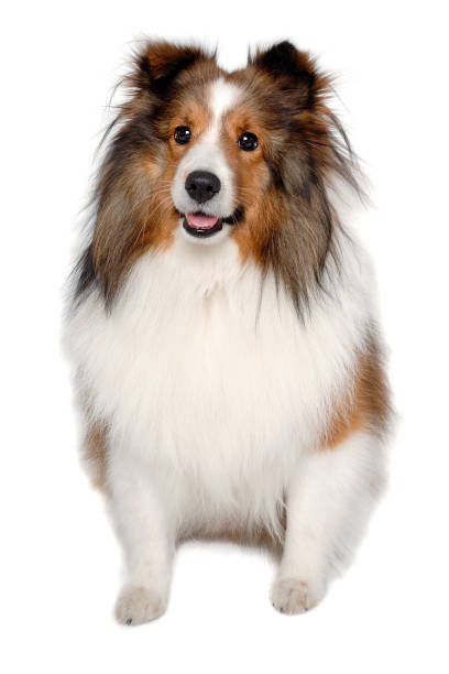 istock Happy shetland sheepdog taken on at clean white background 2176376077