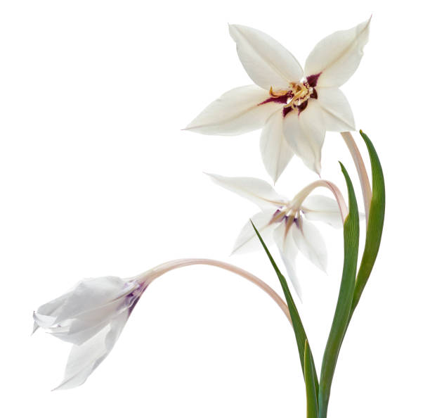 istock Gladiolus flowers, White gladiolus blooming on branch isolated on white background, with clipping path 2176377534