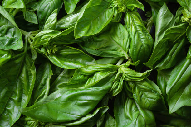 istock Green basil. Basil close-up. Texture of basil. Natural vegetation background 2176384475