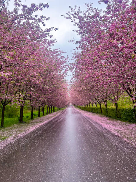 Cherry blossoms over a canal with a pink flower carpet (Hana-ikada) on the water