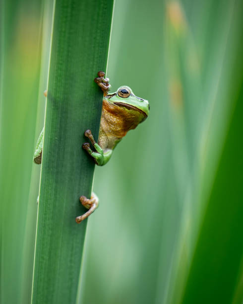 istock European Tree Frog Climbing on Cattail in a Summer Green Environment 2176387033