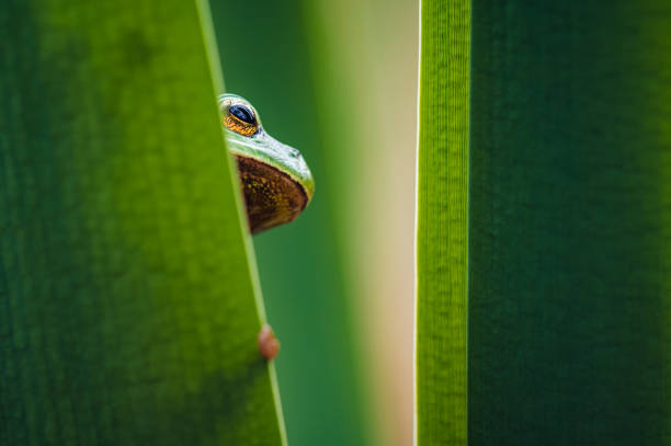 Two european tree frogs (Hyla arborea) resting on reed.