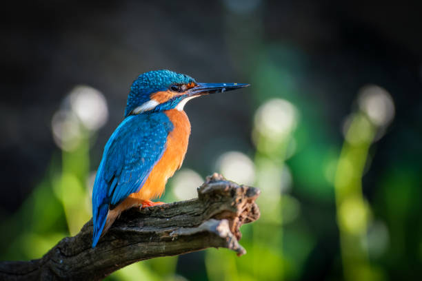 Close-up of a Common Kingfisher (Alcedo atthis) Sitting on a Branch