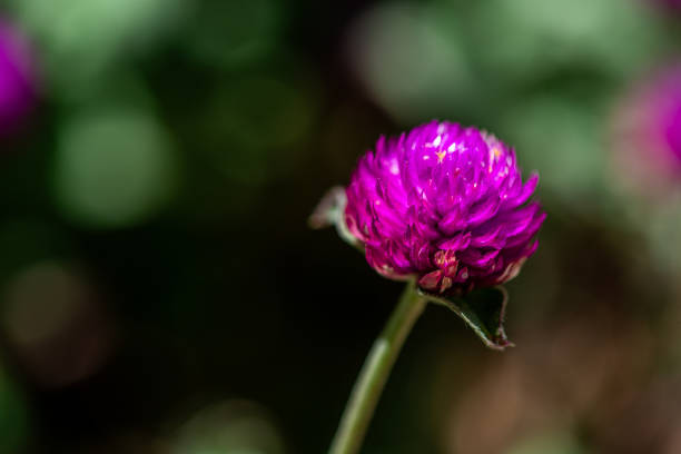 A detailed macro shot of Gomphrena globosa, or globe amaranth, highlighting its vibrant purple flower petals and intricate textures.