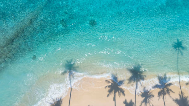 istock The tropical  white sand beach with  Aqua waves and coconut palm tree as shadow on blue background. 2176389991