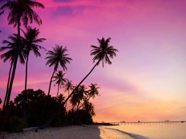 istock Summer with sunrise scene with  palm trees background as texture frame background 2176390005
