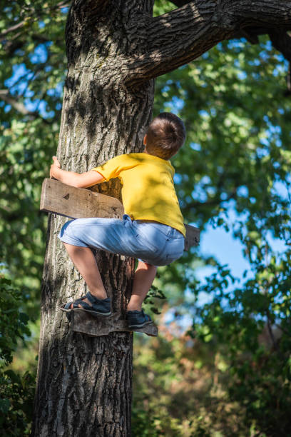 A boy climbs a tree in a city park during the day