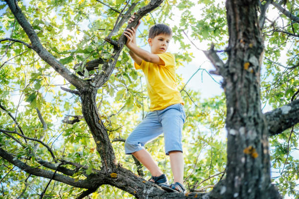 istock A child climbs a tree in a city park during the day 2176390245