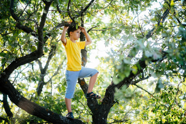 A boy climbs a tree in a city park during the day