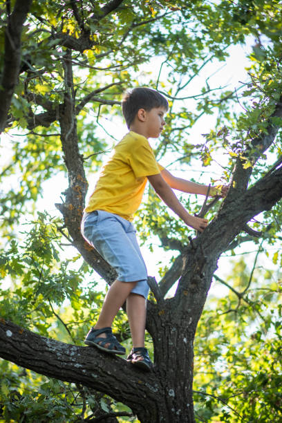 istock A child climbs a tree in a city park during the day 2176390944