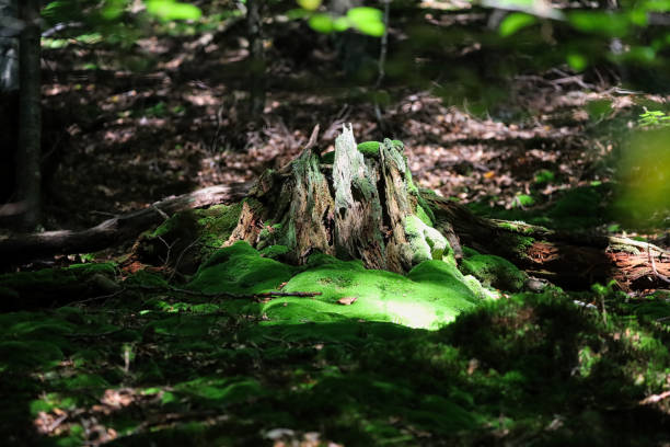 A rotten old trunk covered with green moss in the sunlight.