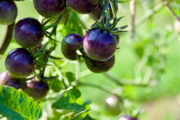 istock Black violet tomatoes on a tomato plant 2176391332