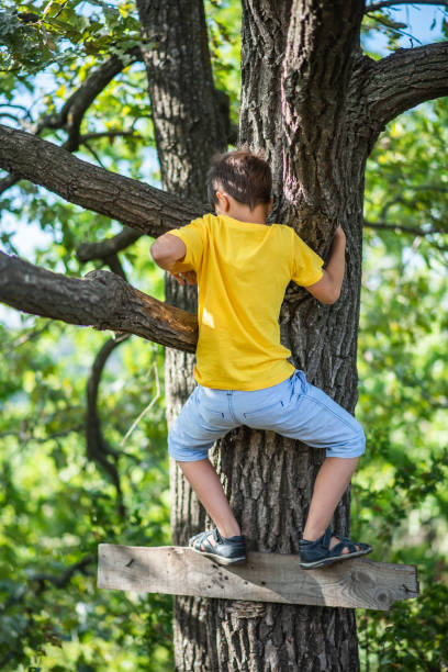 istock A boy climbs a tree in a park during the day 2176392530