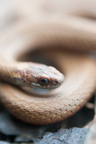 istock Red-Bellied Snake close-up portrait 2176394838