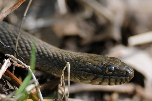 istock Rat Snake close-up on the ground 2176395516
