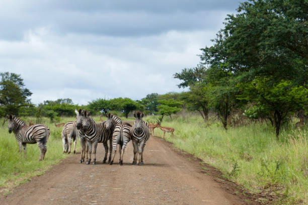 istock Manyoni Game Reserve, South Africa 2176397189