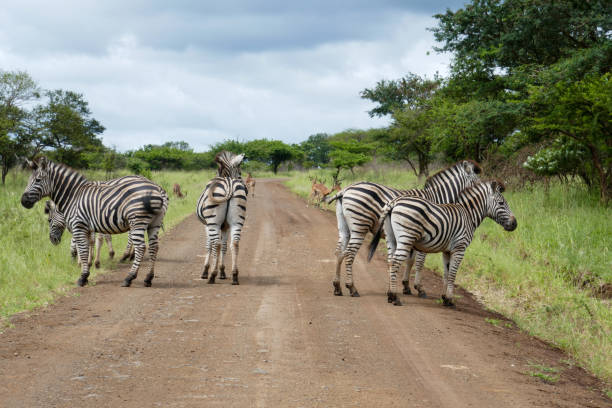 istock Manyoni Game Reserve, South Africa 2176397274