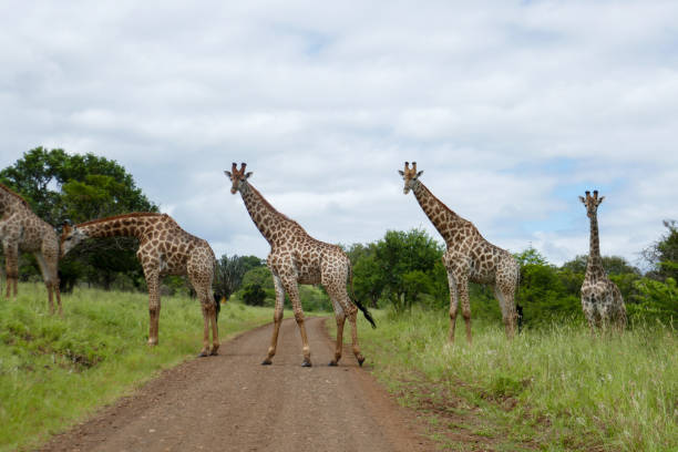 istock Manyoni Game Reserve, South Africa 2176397349