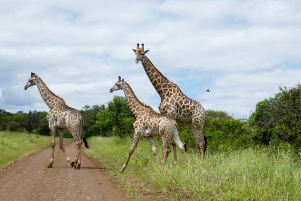 istock Manyoni Game Reserve, South Africa 2176397473