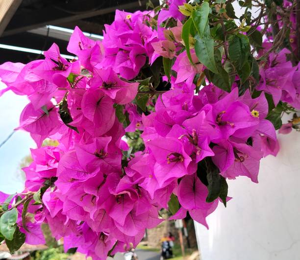 istock paper flower or bougainvillea 2176397960