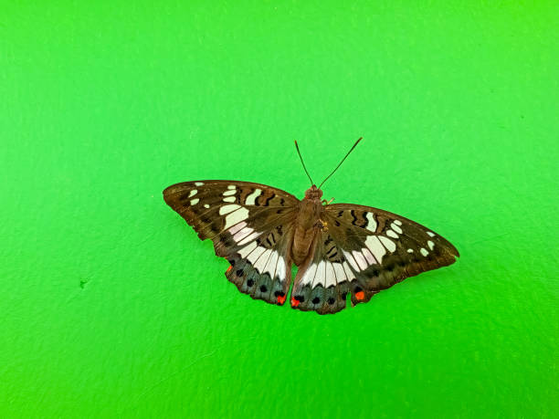 Close up butterfly with green isolated background