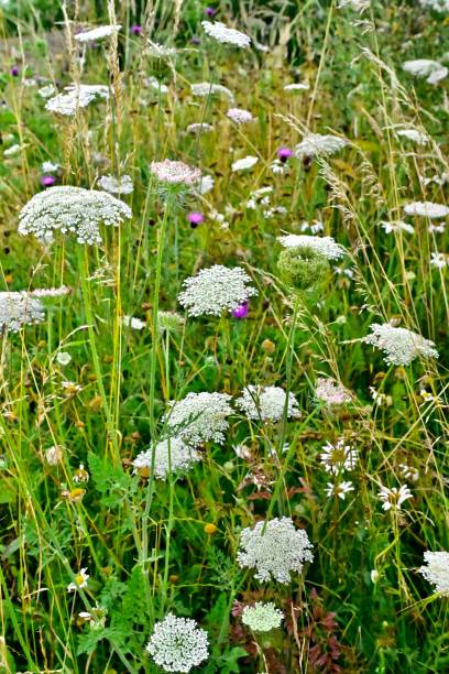 istock Wildflower meadow with white and purple blooms. 2176400484