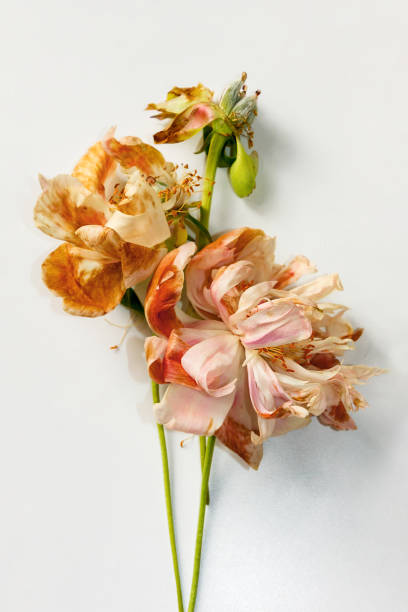 istock Withered pink and white, browned, peonies on white background, isolated. Aging concept. 2176406387