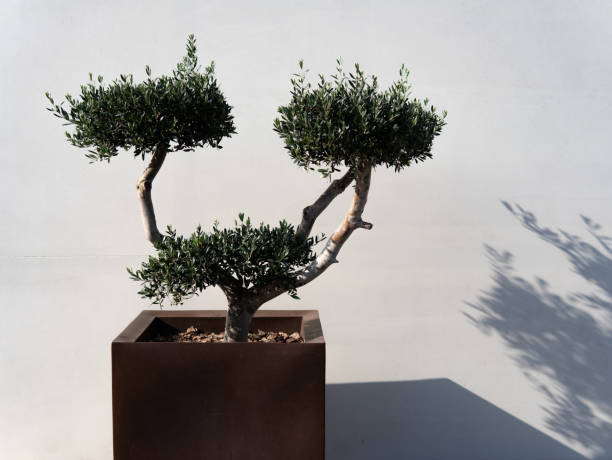 istock Bonsai Olea Europaea, olive or olive tree 2176407065