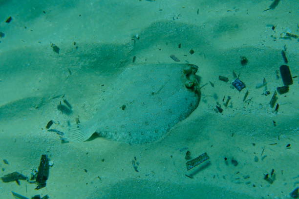 Peacock or Flowery Flounder Bothus mancus occurs thoughout the Indo-Pacific region in a depth range from 3 to 150m, inhabits sandy bottoms of coastal coral reefs, generally in shallow. The species hunts mostly at night, but also active during the day, feeding on fishes, crabs and shrimps. Max. length 51cm. Nuku Hiva, Marquesas, French Polynesia 8°55'38.6443 S 140°1'6.3032 W at 22m depth