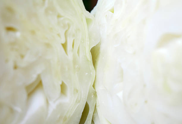 Close-up of cut in half cabbage leaf surface, Macro shot of slices cabbage leaf