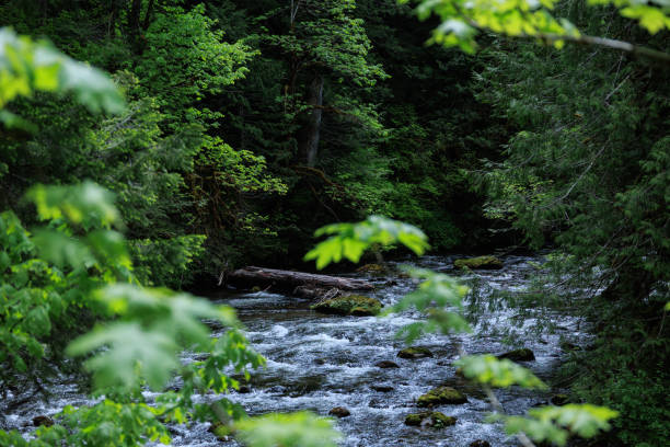 The Salmon River flowing through the Salmon Huckleberry Wilderness in Oregon