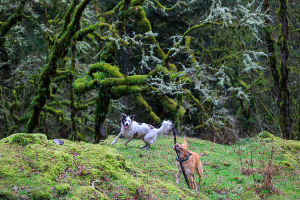 istock Dogs in the Pacific Northwest 2176411953
