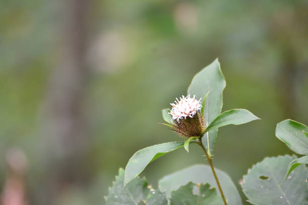 Atracylodes japonica is in bloom