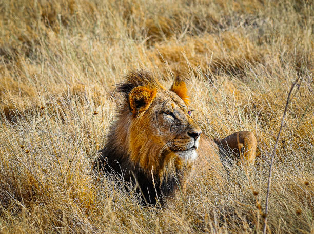 istock Lion at Buffalo Springs Reserve 2176412881