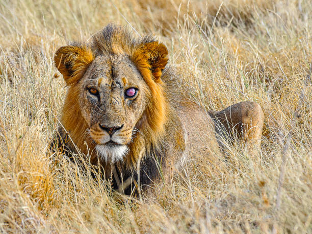 Lion at Buffalo Springs Reserve