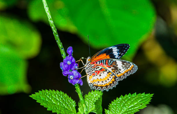 Leopard Lacewing Butterfly With Flower
