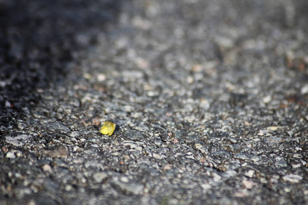 A green little flower crab spider playing dead