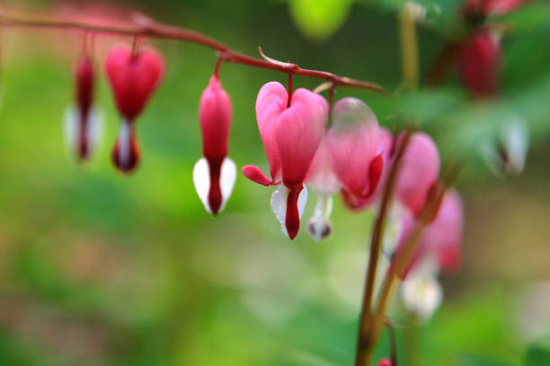 spring flowers in the garden