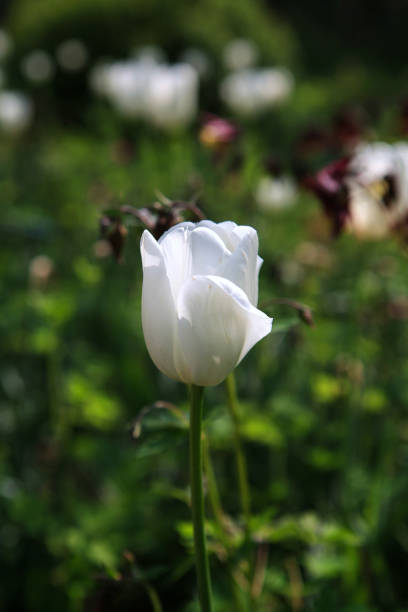 spring flower