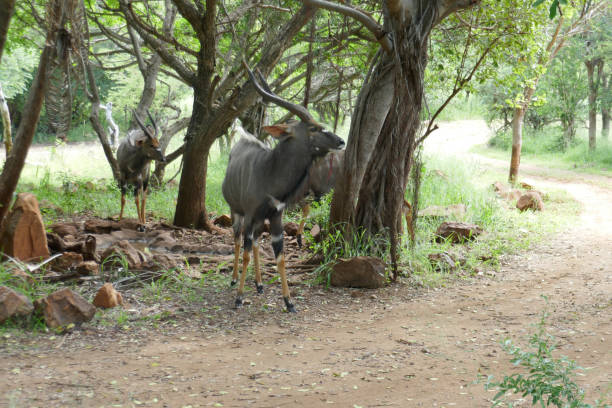 istock Kudu, Manyoni Game Reserve, South Africa 2176424703